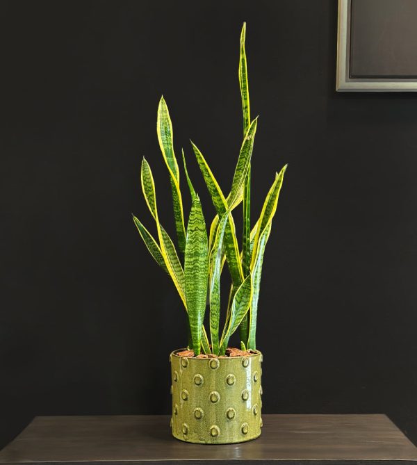 Snake Plant in Green Dotted Pot - Original Plants