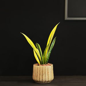 Snake Plant in Round Pot - Original Plants