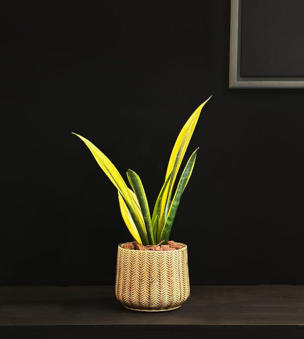 Snake Plant in Round Pot - Original Plants