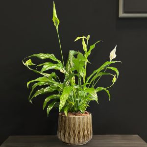 Spathiphyllum Plant in Brown Pot - Original Plants