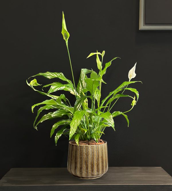 Spathiphyllum Plant in Brown Pot - Original Plants