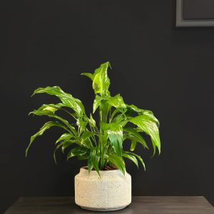 Spathiphyllum in Cement Pot - Original Plants