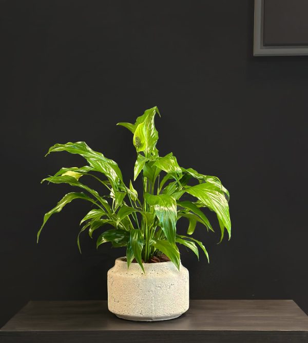 Spathiphyllum in Cement Pot - Original Plants