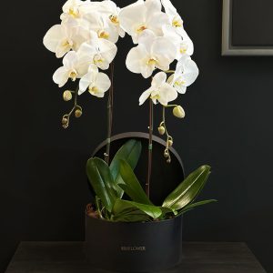 Twin White Orchids in Round Box - Original Plants