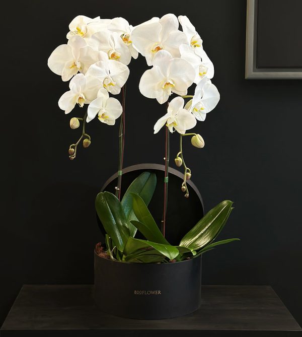 Twin White Orchids in Round Box - Original Plants