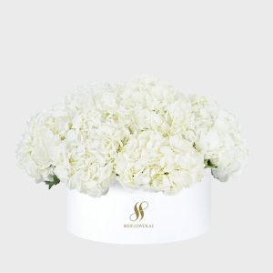 White Hydrangea Large Round Box - White Flowers