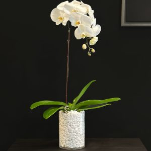 White Orchid in Glass Vase - Original Plants