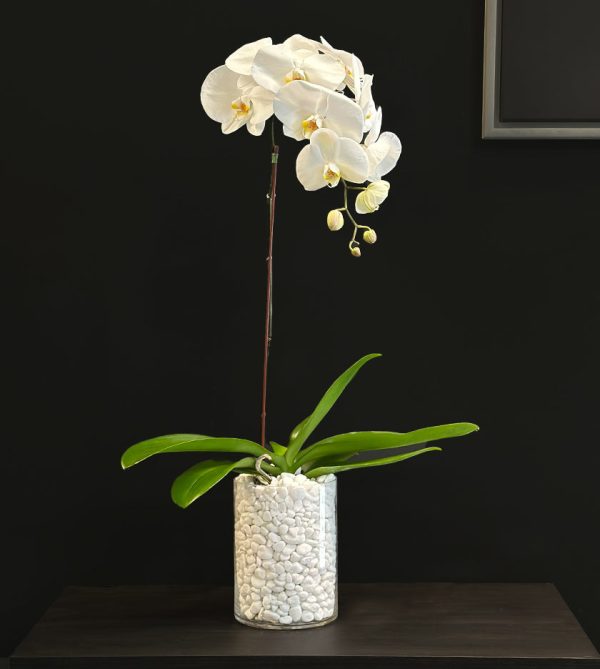 White Orchid in Glass Vase - Original Plants