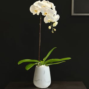 White Orchid in Marble Vase - Original Plants