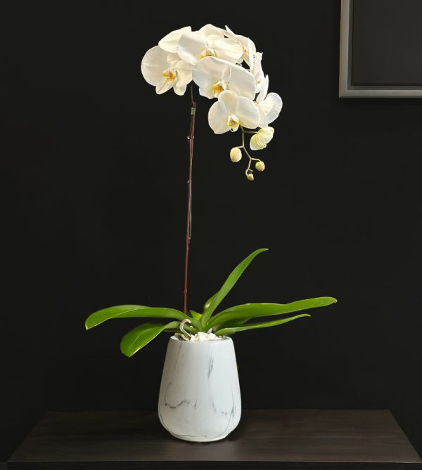 White Orchid in Marble Vase - Original Plants