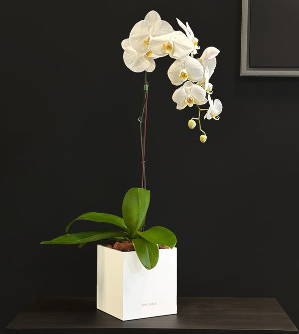 White Orchid in a Box - Black Box Plants