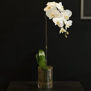 White Orchid with Glass Vase and Moss - Original Plants