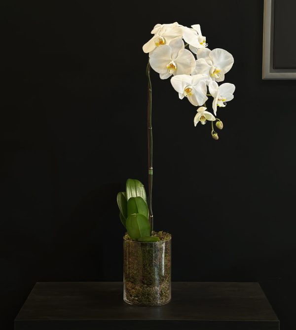 White Orchid with Glass Vase and Moss - Original Plants