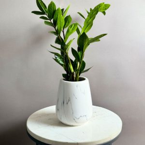 Zanzibar in a marble pot - Original Plants